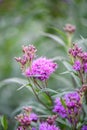 Smooth ironweed Vernonia fasciculata, brilliant purple flower and buds